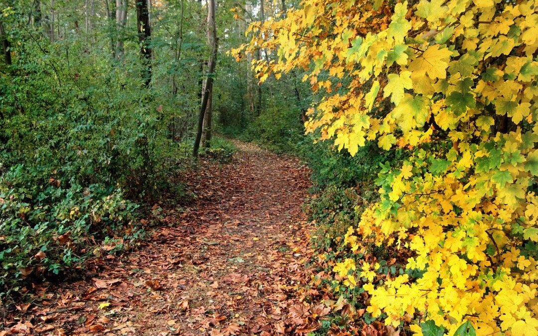 Terracina, a spasso nel bosco del Parco Nazionale del Circeo – Terracina, a Walk in the Woods of the Circeo National Park